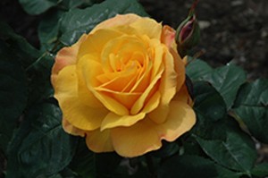 GOLDEN DELICIOUS (hybrid tea)